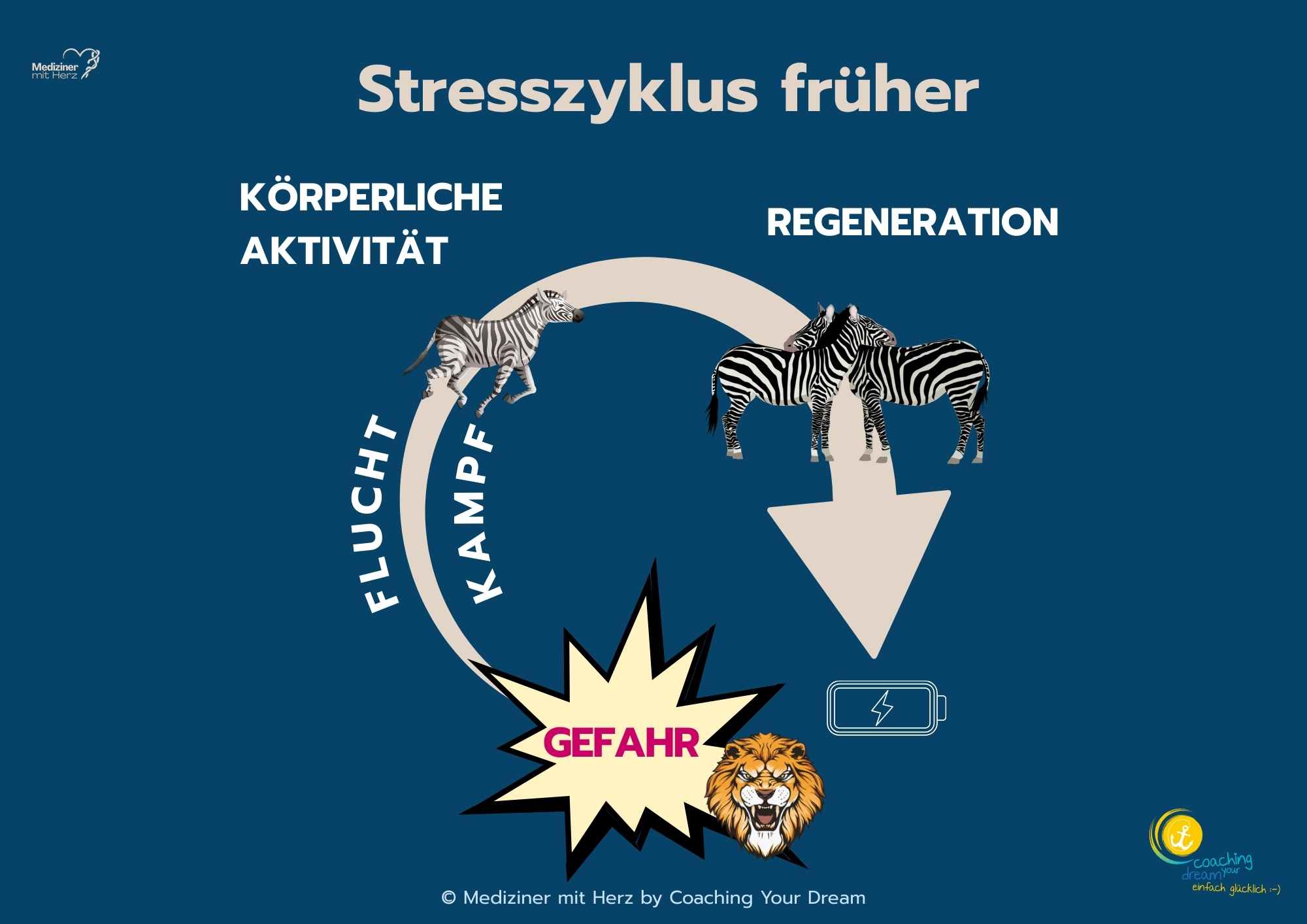 Stresszyklus früher - Reaktion eines Zebras in und nach Gefahr